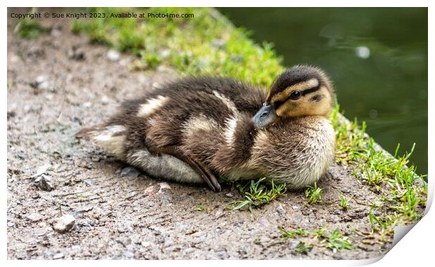 Duckling on river bank Print by Sue Knight