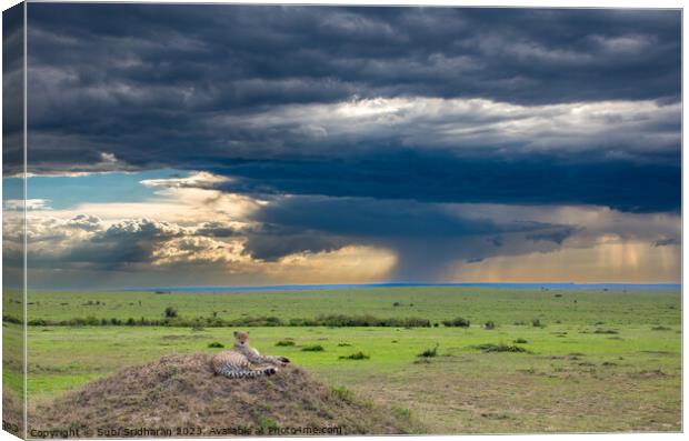 Calm in the storm Canvas Print by Subi Sridharan