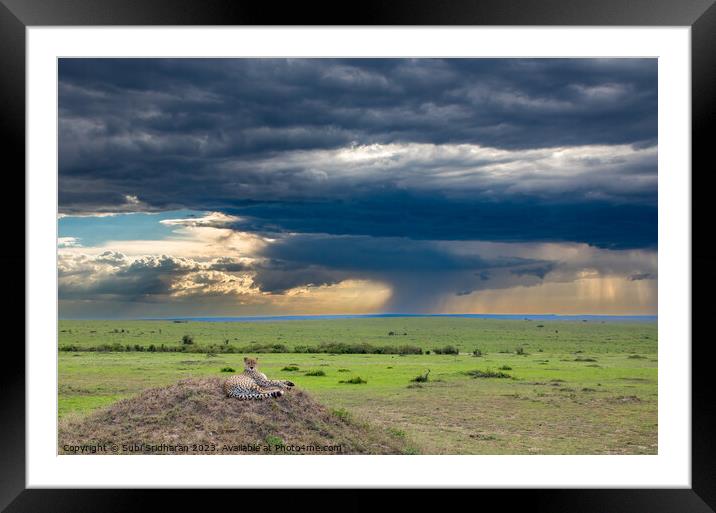 Calm in the storm Framed Mounted Print by Subi Sridharan