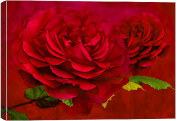 Enchanting Dark Pink Rose Canvas Print by Steve Purnell
