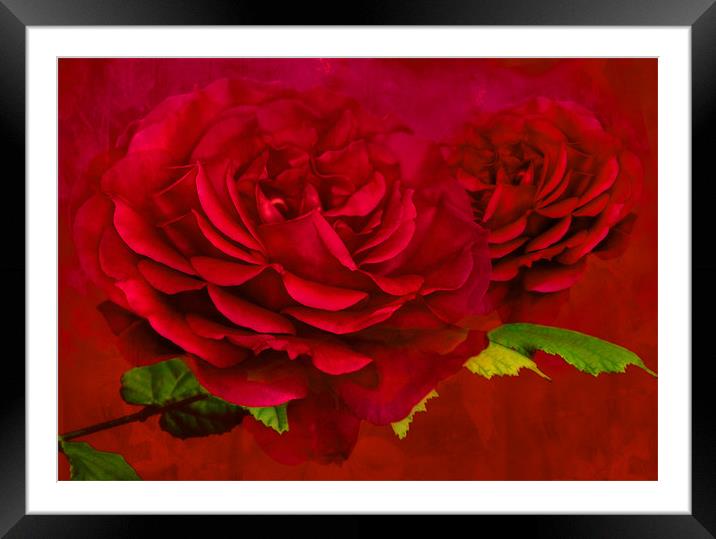 Enchanting Dark Pink Rose Framed Mounted Print by Steve Purnell