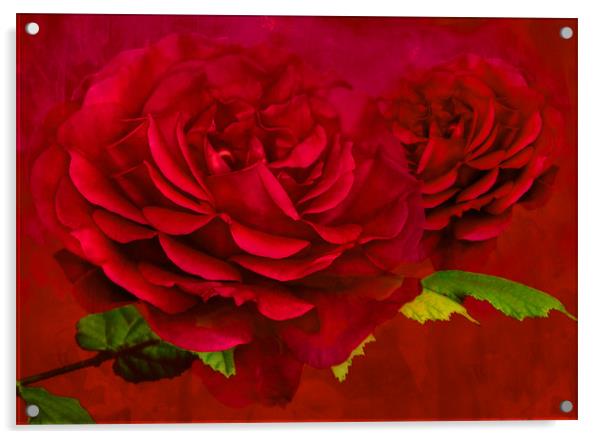 Enchanting Dark Pink Rose Acrylic by Steve Purnell
