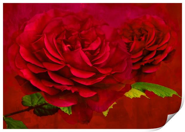 Enchanting Dark Pink Rose Print by Steve Purnell