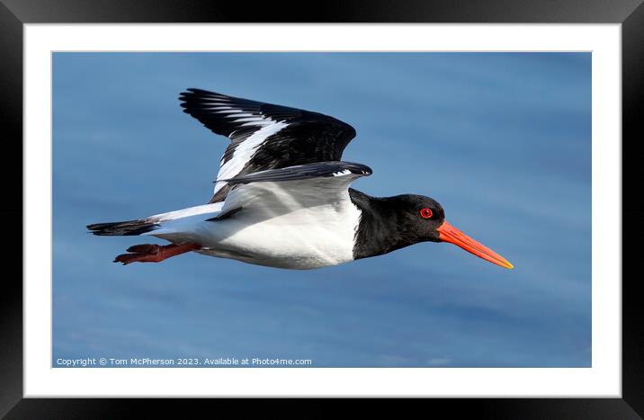 Soaring Oystercatcher: An Aerial Ballet Framed Mounted Print by Tom McPherson