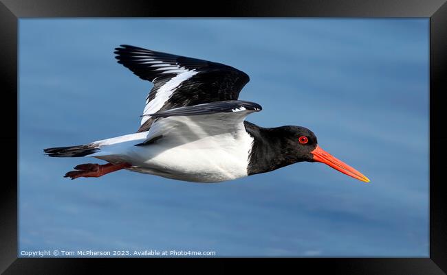 Soaring Oystercatcher: An Aerial Ballet Framed Print by Tom McPherson