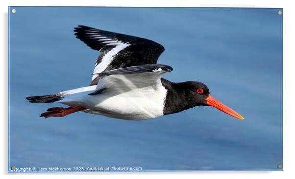 Soaring Oystercatcher: An Aerial Ballet Acrylic by Tom McPherson