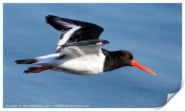 Soaring Oystercatcher: An Aerial Ballet Print by Tom McPherson