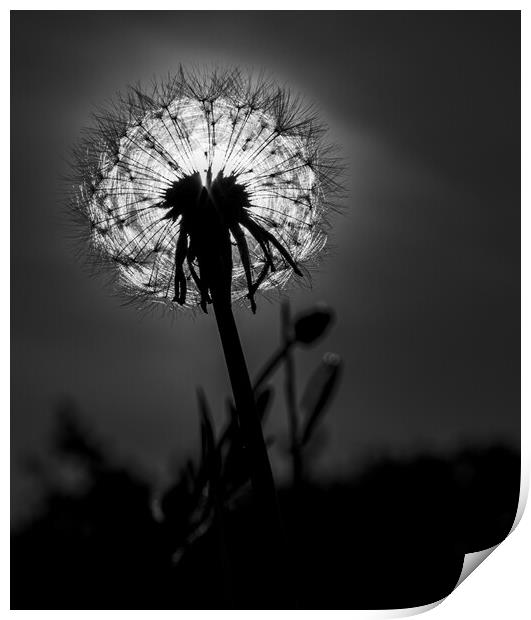 Dandelion in the sun Print by Gabriella Nagy-Horváth