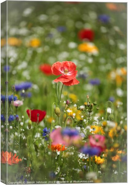 poppy and wild flowers Canvas Print by Simon Johnson