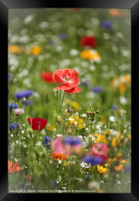 poppy and wild flowers Framed Print by Simon Johnson