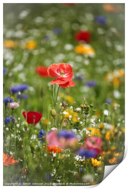 poppy and wild flowers Print by Simon Johnson