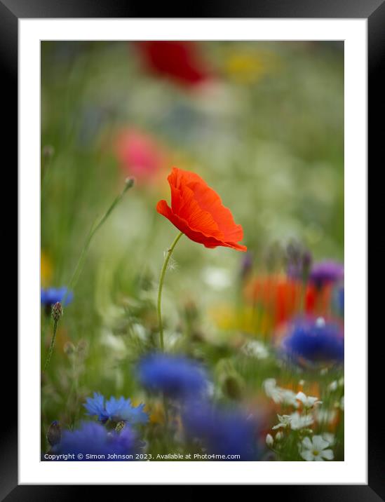 wind blown Poppy flower Framed Mounted Print by Simon Johnson