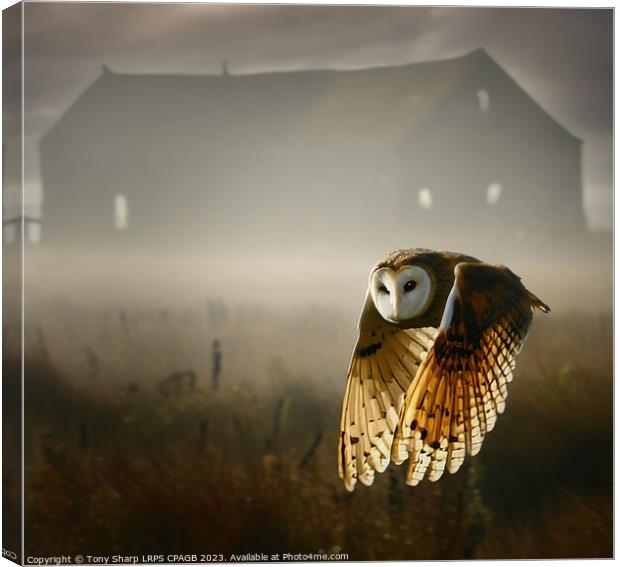 BARN OWL IN EARLY MORNING Canvas Print by Tony Sharp LRPS CPAGB