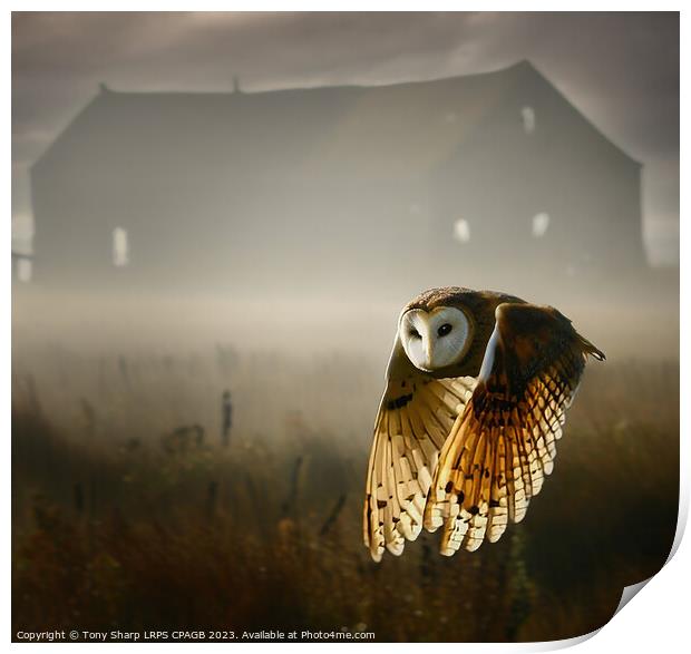 BARN OWL IN EARLY MORNING Print by Tony Sharp LRPS CPAGB