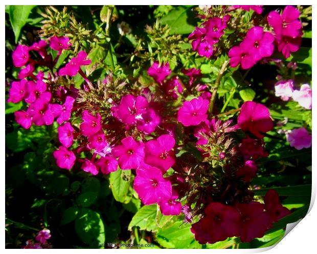 Pink flowers Print by Stephanie Moore