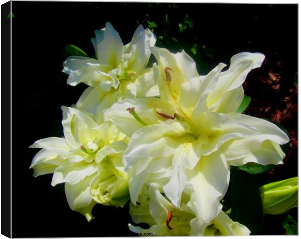 White lilies Canvas Print by Stephanie Moore
