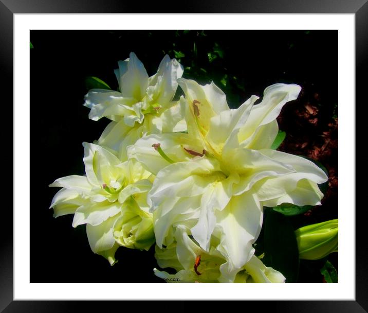 White lilies Framed Mounted Print by Stephanie Moore