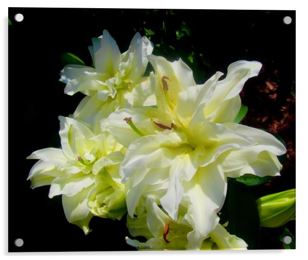 White lilies Acrylic by Stephanie Moore
