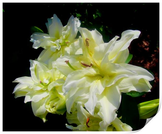 White lilies Print by Stephanie Moore