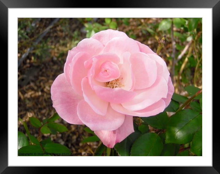 Perfect rose Framed Mounted Print by Stephanie Moore