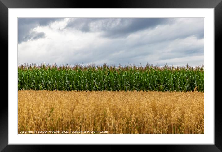 Two fields: corn and oat. Framed Mounted Print by Sergey Fedoskin