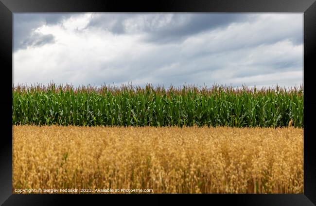 Two fields: corn and oat. Framed Print by Sergey Fedoskin