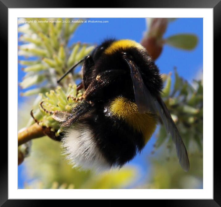 The Humble Bumble Bee Framed Mounted Print by Jennifer Harnden