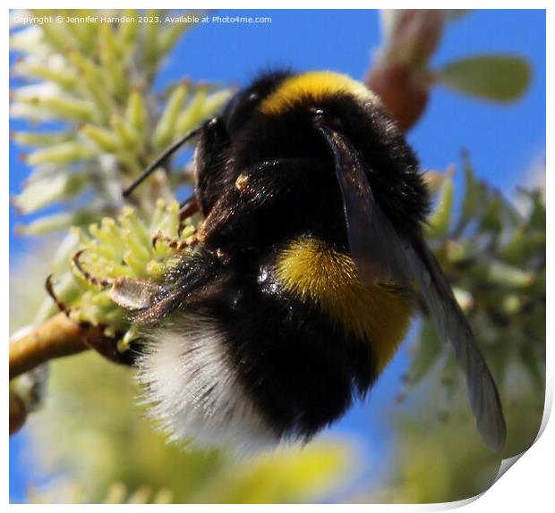 The Humble Bumble Bee Print by Jennifer Harnden