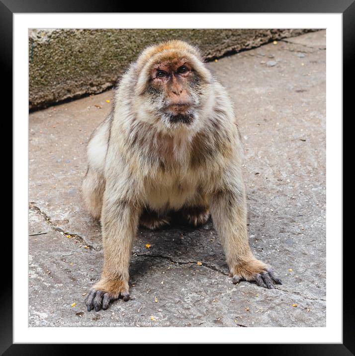 Elderly Barbary Macaque  Framed Mounted Print by Margaret Ryan