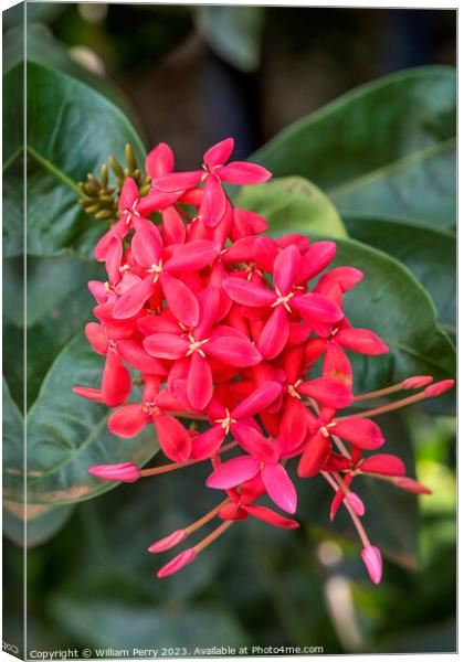 Bright Red West Indian Jasmine Ixora Tropical Flowers Hawaii Canvas Print by William Perry
