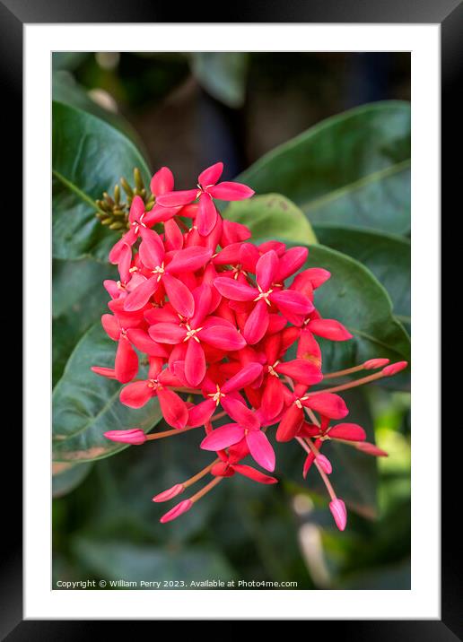 Bright Red West Indian Jasmine Ixora Tropical Flowers Hawaii Framed Mounted Print by William Perry