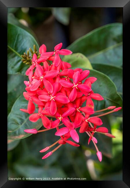 Bright Red West Indian Jasmine Ixora Tropical Flowers Hawaii Framed Print by William Perry