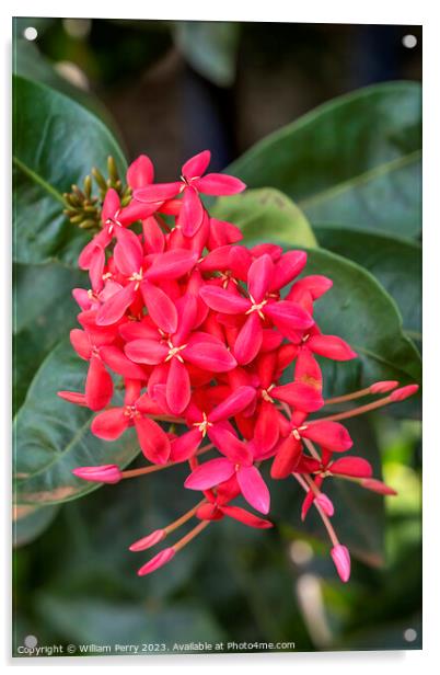 Bright Red West Indian Jasmine Ixora Tropical Flowers Hawaii Acrylic by William Perry