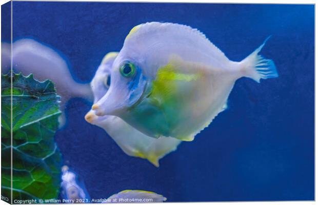 Ghost White Yellow Tang Fish Waikiki Oahu Hawaii Canvas Print by William Perry