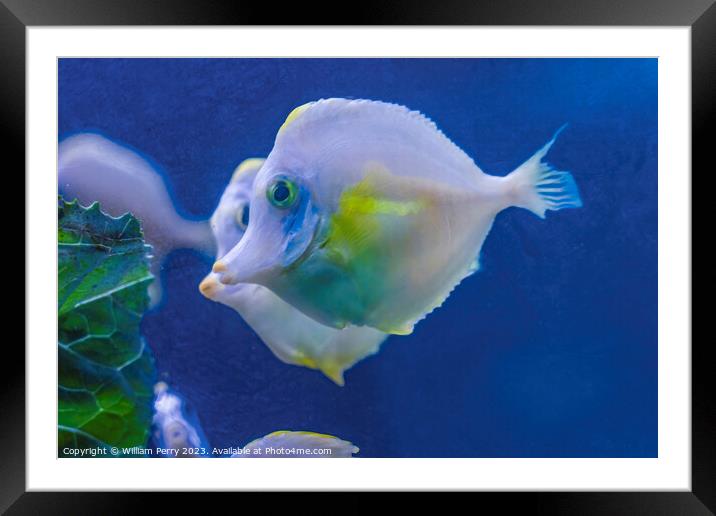 Ghost White Yellow Tang Fish Waikiki Oahu Hawaii Framed Mounted Print by William Perry