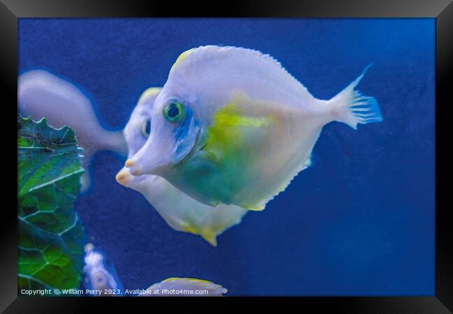 Ghost White Yellow Tang Fish Waikiki Oahu Hawaii Framed Print by William Perry