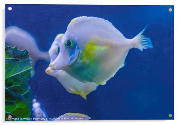 Ghost White Yellow Tang Fish Waikiki Oahu Hawaii Acrylic by William Perry
