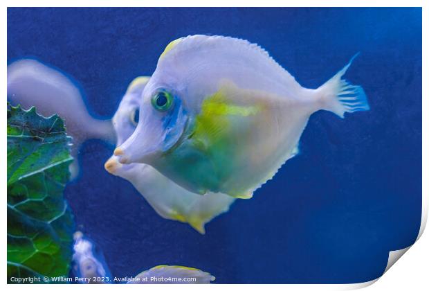 Ghost White Yellow Tang Fish Waikiki Oahu Hawaii Print by William Perry