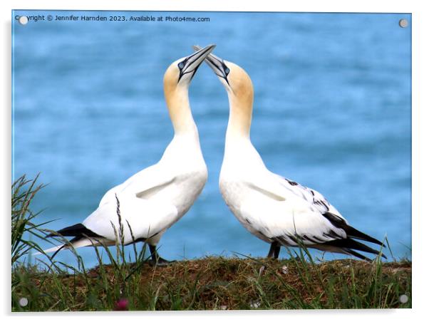 Gannets in Love Acrylic by Jennifer Harnden