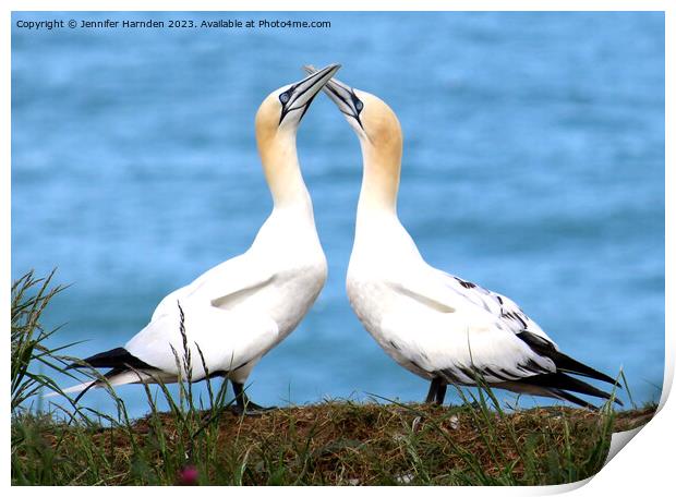 Gannets in Love Print by Jennifer Harnden