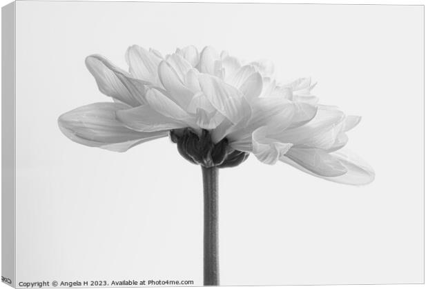 Chrysanthemum Canvas Print by Angela H