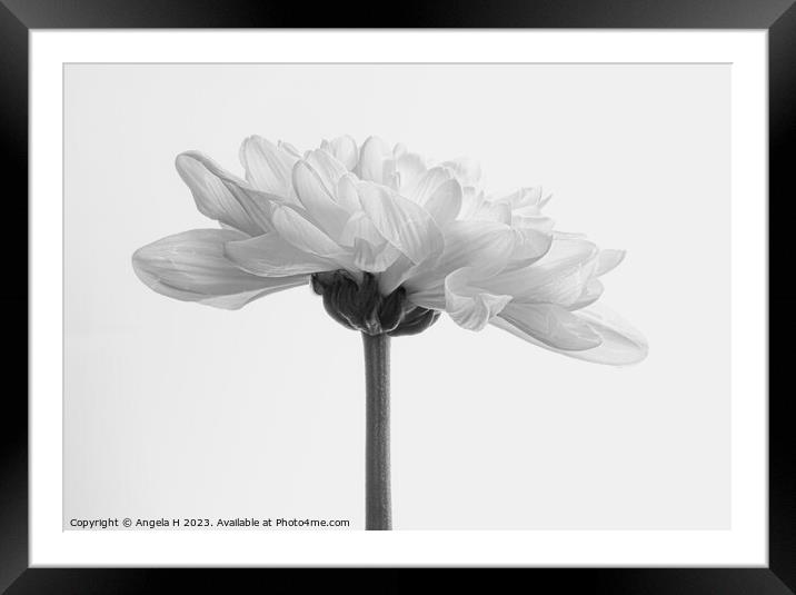 Chrysanthemum Framed Mounted Print by Angela H