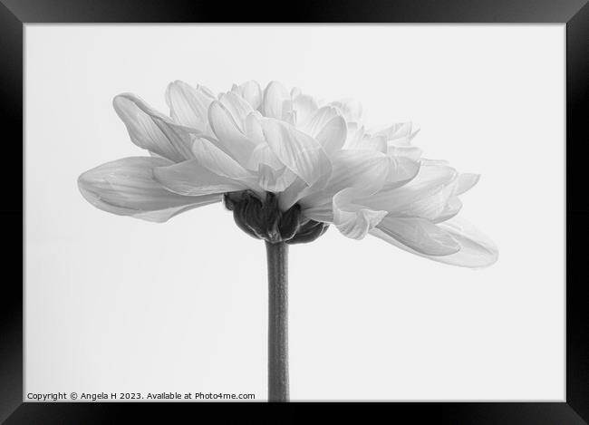 Chrysanthemum Framed Print by Angela H
