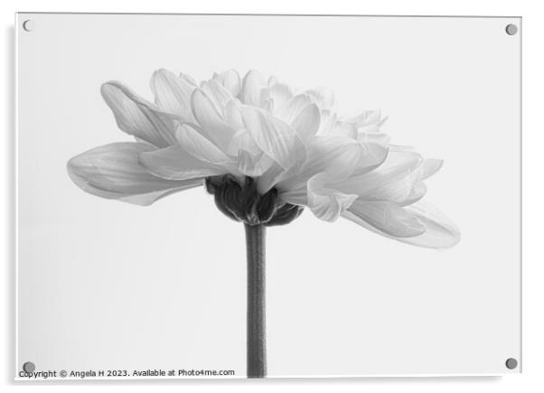 Chrysanthemum Acrylic by Angela H