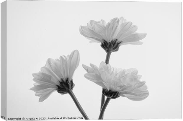 Chrysanthemum Canvas Print by Angela H