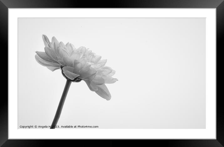 Chrysanthemum Framed Mounted Print by Angela H