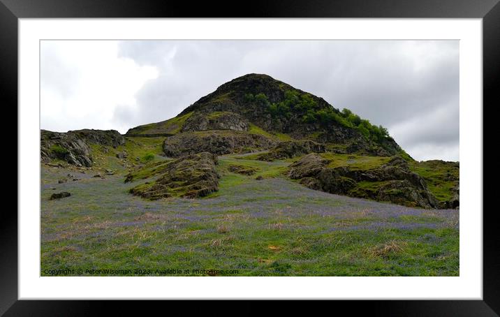 Bluebells in Rannerdale Valley on the slope of Ran Framed Mounted Print by Peter Wiseman