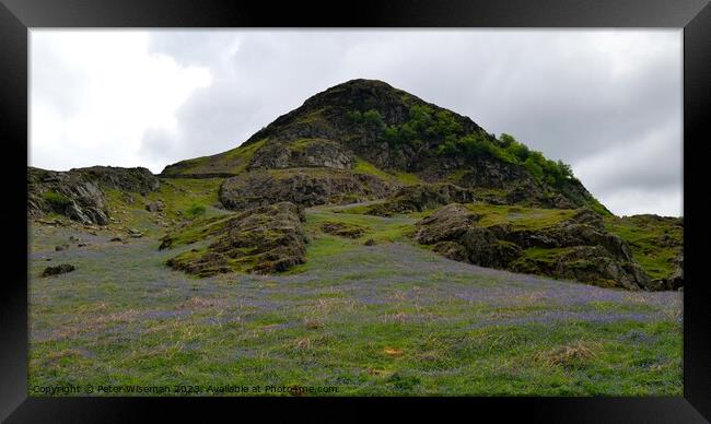 Bluebells in Rannerdale Valley on the slope of Ran Framed Print by Peter Wiseman