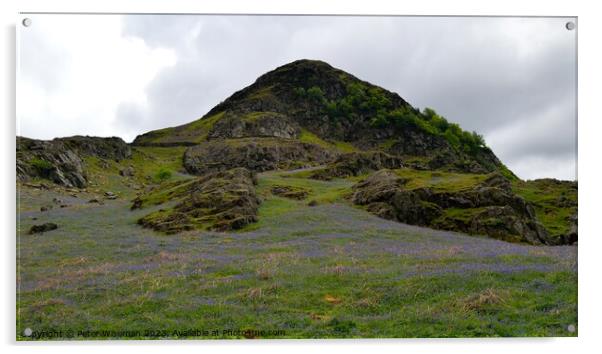 Bluebells in Rannerdale Valley on the slope of Ran Acrylic by Peter Wiseman