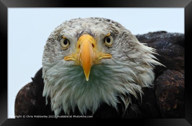 A close up of a Bald Eagle Framed Print by Chris Mobberley